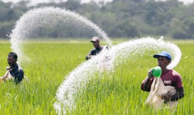 চার দেশ ও স্থানীয় বাজার থেকে ৭৫৬ কোটি টাকার সার কিনবে সরকার