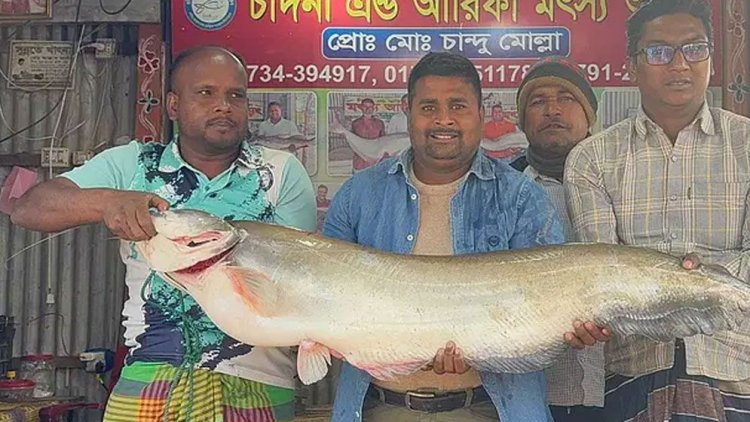 পদ্মায় শিকারির বড়শিতে ১৬ কেজি বোয়াল, অর্ধলক্ষ টাকায় বিক্রি