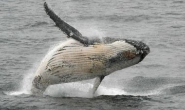 তিমির মুখের ভেতর থেকে বেঁচে ফেরার অভিজ্ঞতা জানালেন যুবক