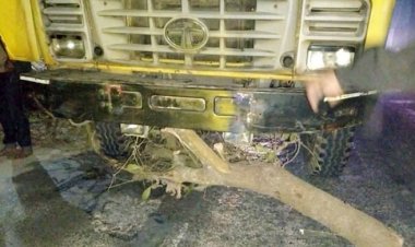  মধ্যরাতে সড়কে গাছ ফেলে গণডাকাতি