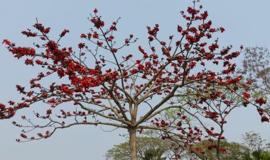 রামগতিতে বসন্তের আগমন, শিমুল ফুলে লাল হয়ে উঠেছে প্রকৃতি