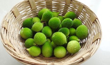 কাঁকরোল, ডায়াবেটিক নিয়ন্ত্রণে উপকারী সবজি