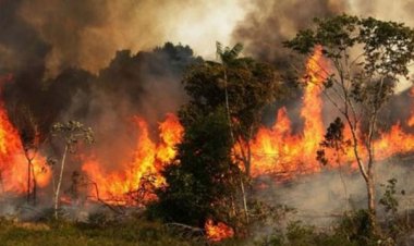 সুন্দরবনে আগুন