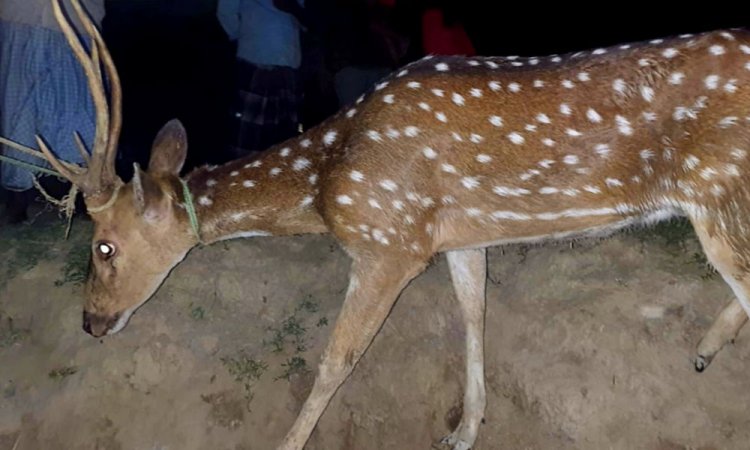 লোকালয়ে হরিণকে কুকুরের তাড়া, উদ্ধার করল গ্রামবাসী