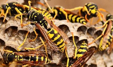 ভিমরুলের কামড়ে স্বামীর মৃত্যু, স্ত্রী-সন্তান আইসিইউতে