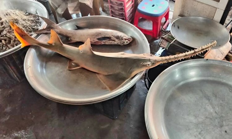 মহাবিপন্ন করাত হাঙর বিক্রি, কেজি ২৫০০ টাকায়