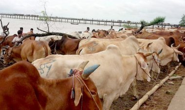  কাল থেকে গবাদিপশুর অবৈধ অনুপ্রবেশ সম্পূর্ণ নিষিদ্ধ: উপদেষ্টা
