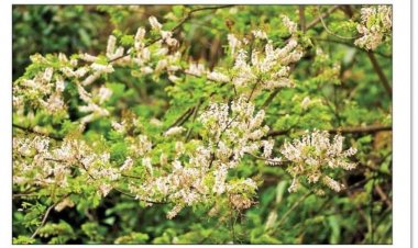 ফুলের নাম পঙ্গপাল, পাহাড়ে মুগ্ধতা