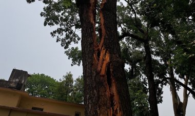 পাবনায় বজ্রপাতে দ্বিখণ্ডিত হলো মেহগনিগাছ