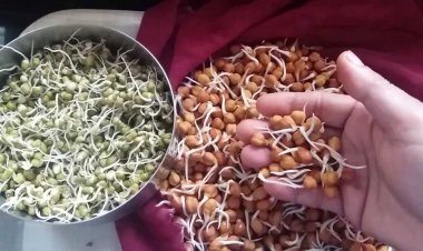 অঙ্কুরিত ছোলা, মুগ বা ব্রোকোলি— কেন খাবেন? কী কী উপকার হতে পারে খেলে?