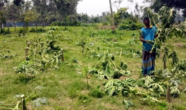 গাছের প্রতি এ কেমন আক্রোশ!
