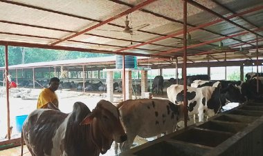 দৌলতপুরে কুরবানির জন্য প্রস্তুত ৪৭ হাজার গবাদিপশু