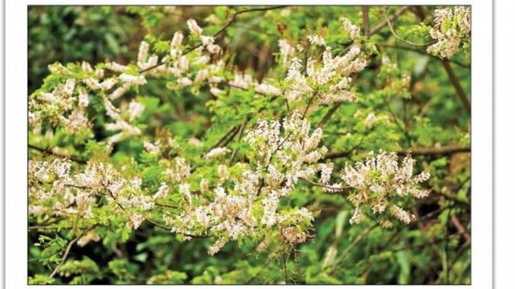 ফুলের নাম পঙ্গপাল, পাহাড়ে মুগ্ধতা