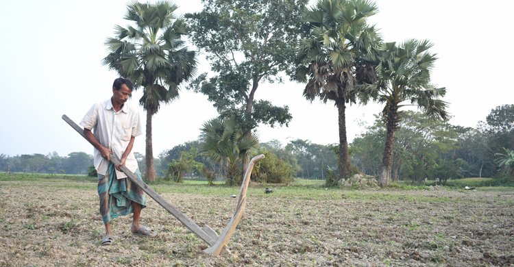 কৃষকের কাঠের লাঙলের দেখা মেলে মাঠে